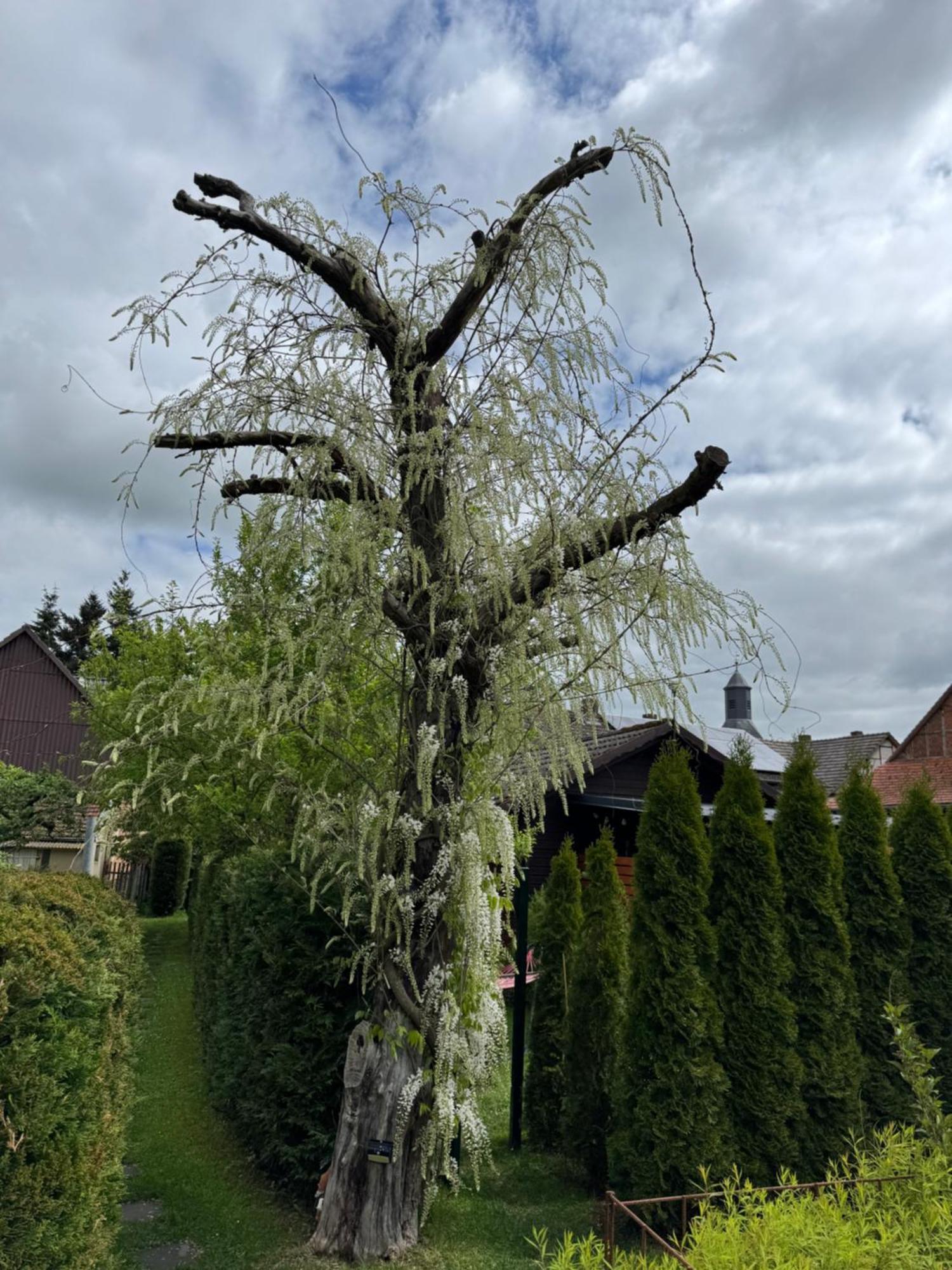 Ferienwohnung Am See Dillich - Ruhige Lage - Eigener Garten - Direkt Neben Einem Natursee Borken  Kültér fotó